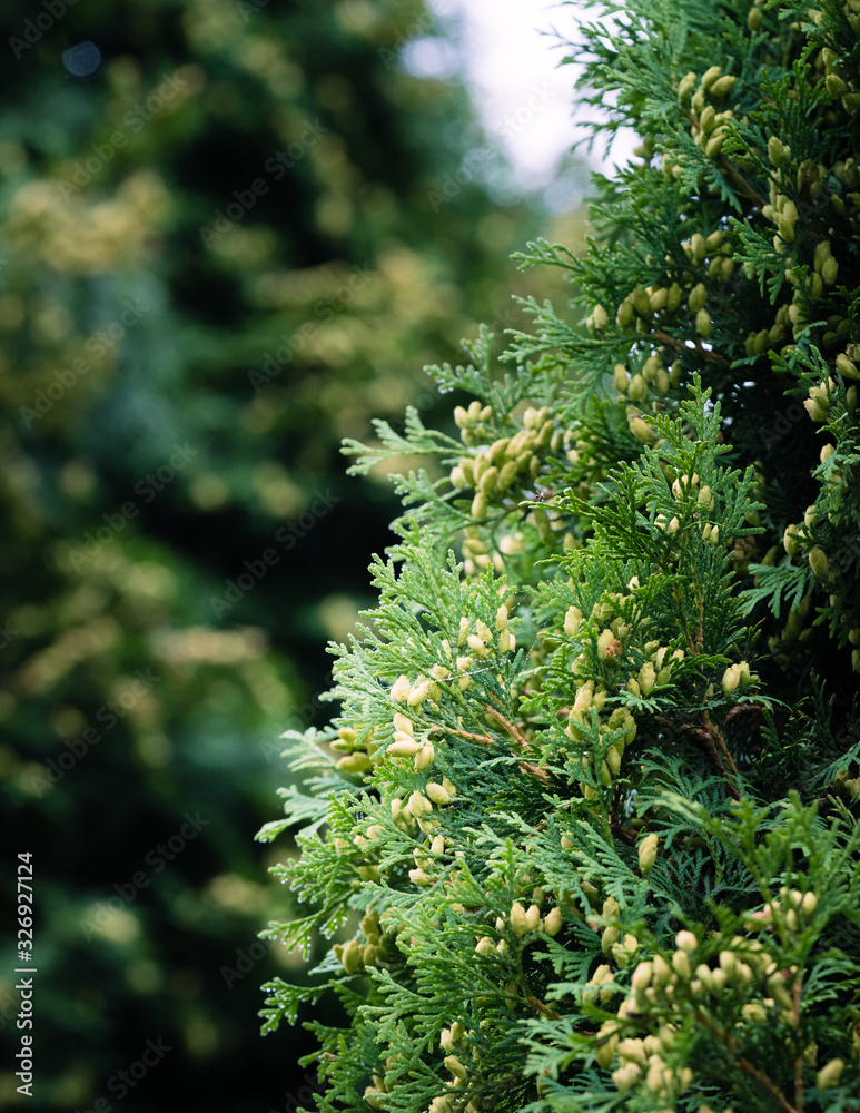 thuja with cones close up, scaly needles, blurry green background. focus and sharpness in certain areas thuja with cones close up, scaly needles, blurry green background. focus and sharpness in certain areas