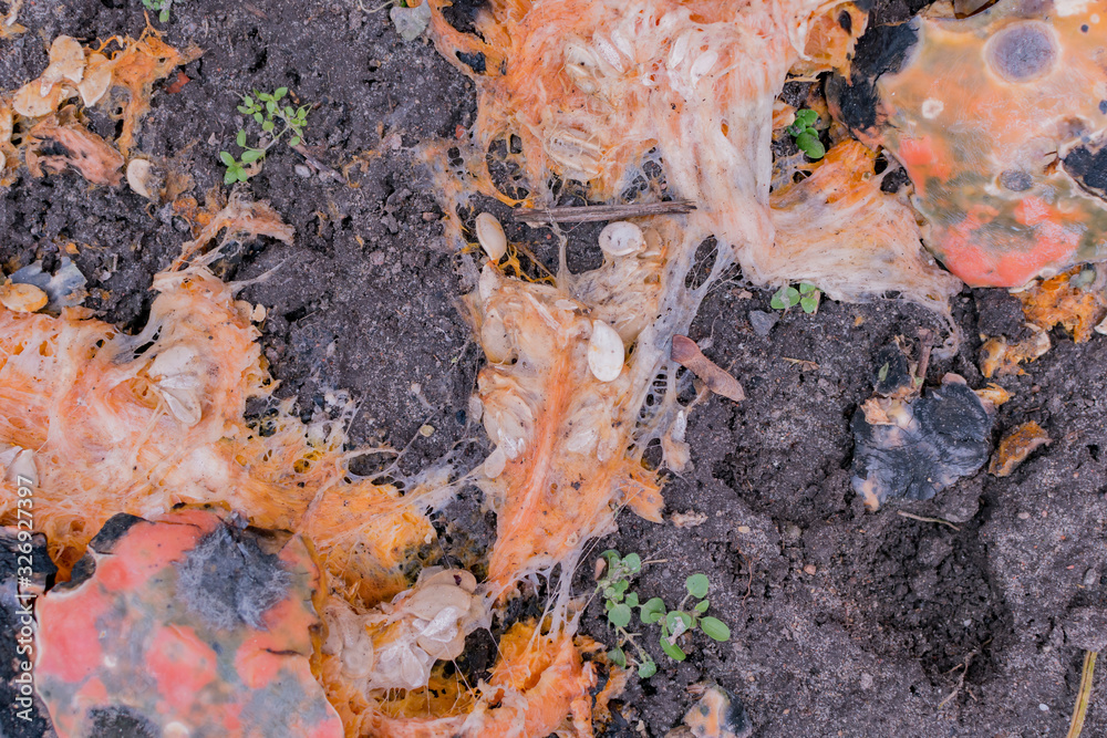 A completely rotted pumpkin lies on the ground A completely rotted pumpkin lies on the ground