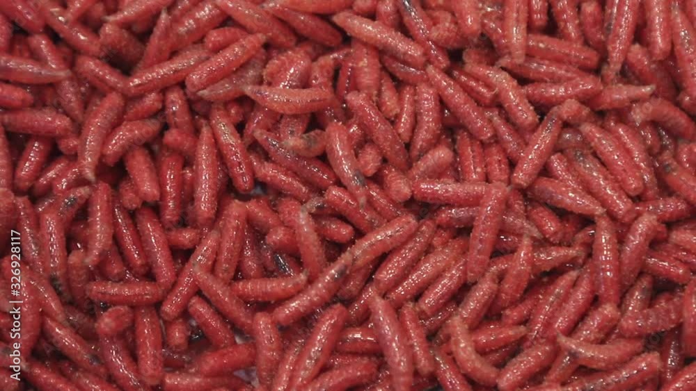 maggot worms of red color crawl and move. background of the maggots