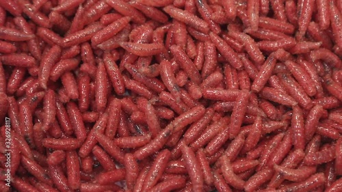 maggot worms of red color crawl and move. background of the maggots photo