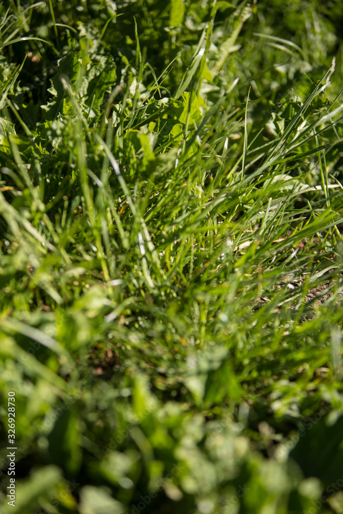 Green grass in the garden Green grass in the garden