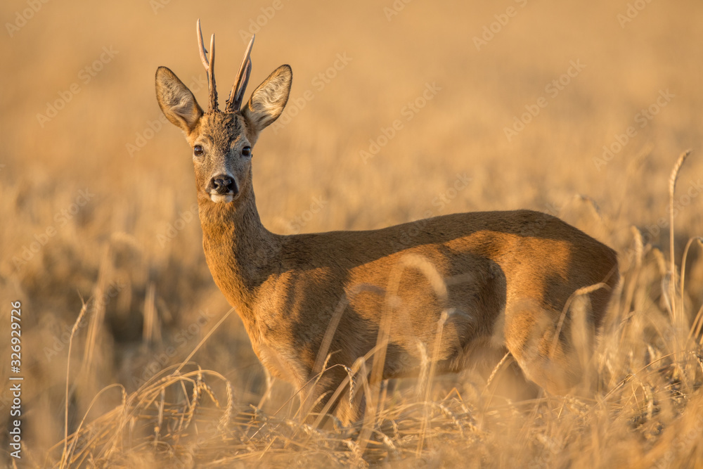Roebuck - buck (Capreolus capreolus) Roe deer - goat Roebuck - buck (Capreolus capreolus) Roe deer - goat
