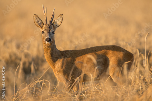 Roebuck - buck (Capreolus capreolus) Roe deer - goat