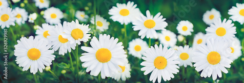 Nature Summer Background with chamomile flowers