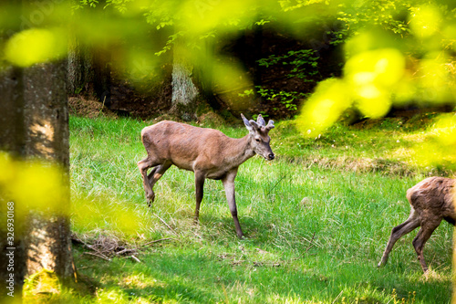 A deer in the forest looking for food