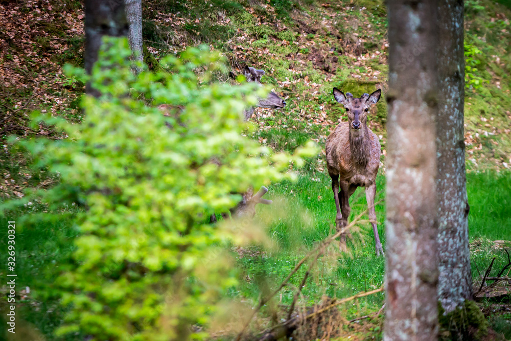 A deer starring at the camera A deer starring at the camera