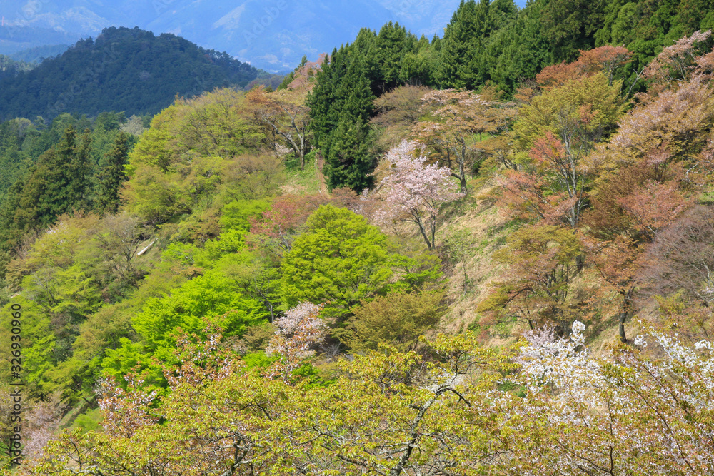 吉野山 吉野山