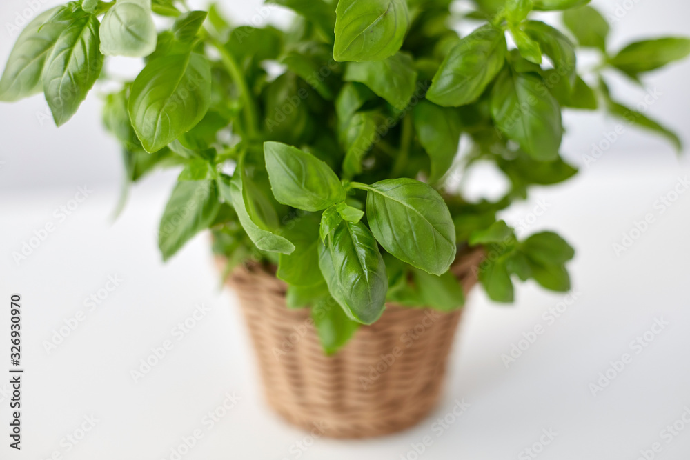 healthy eating, gardening and organic concept - close up of green basil herb in wicker basket on table