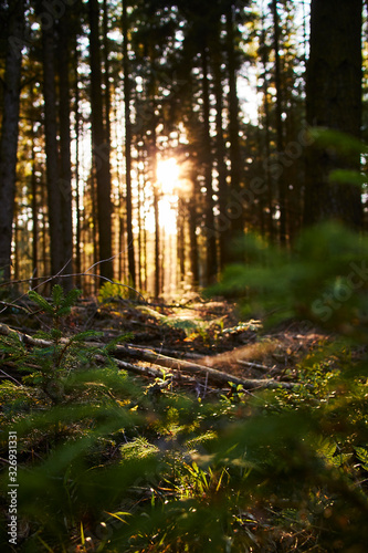 Sunset in the forest