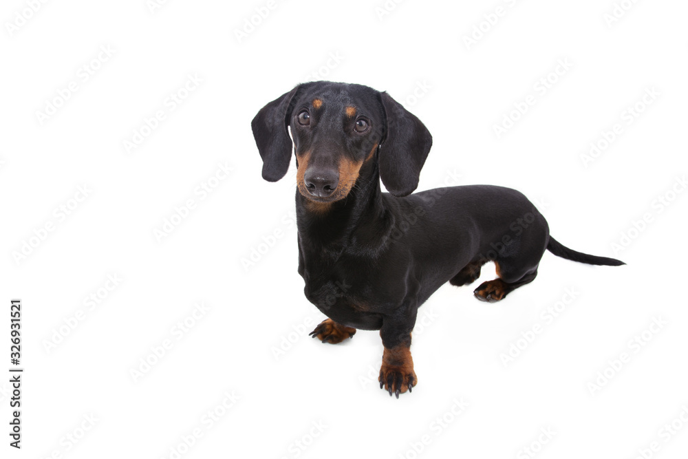 portrait side view of a black dachshund dog puppy. Isolated on white background.