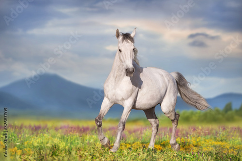 White horse free run on spring meadow against mountain view © kwadrat70