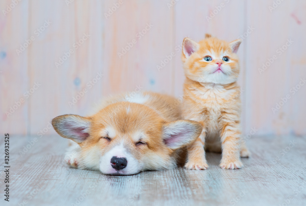 A red-haired corgi puppy lying and sleeping on the floor next to it takes a sitting kitten looking into the frame. A pair of animals lying on the floor in the house