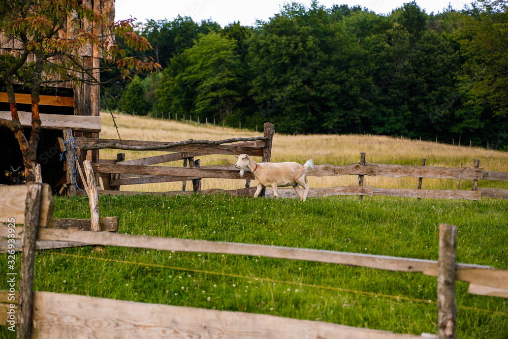 White goat running around the farm