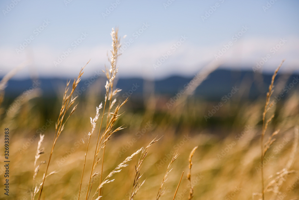 Fototapeta premium Close up of wheat ready for harvest