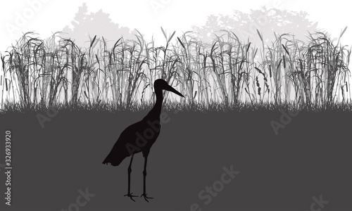 Stork bird stands in meadow among grass and weeds, plants, silhouette. Vector illustration.