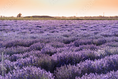 Lavender field at sunset in the Rostov region.