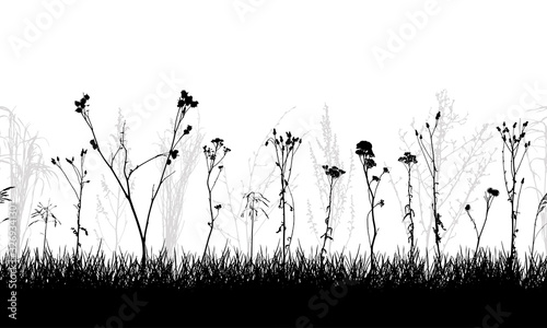 Seamless pattern of meadow with weeds and wild plants, silhouette. Vector illustration.