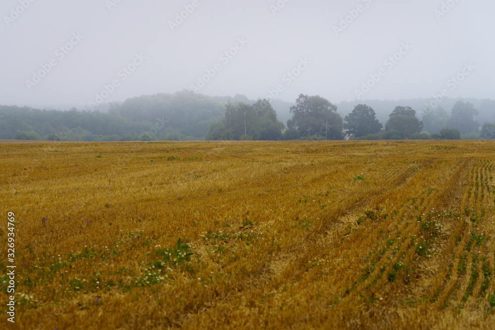 rural landscape, view of distant trees in fog, blurred light brown field in front
