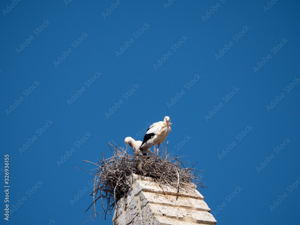 bird bird