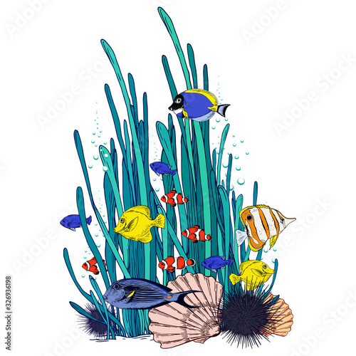 Underwater scenery with seaweeds, shells and colorful tropical fishes.