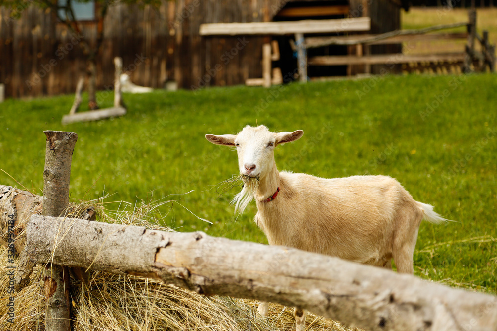White goat eating hay and posing for photo White goat eating hay and posing for photo