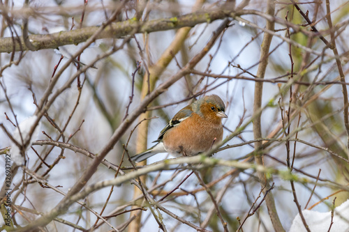 Ein Buchfink sitzt auf einem Ast an einem Wintertag im Februar.