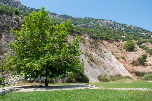 gambel oak tree with green leaves growing near mountain