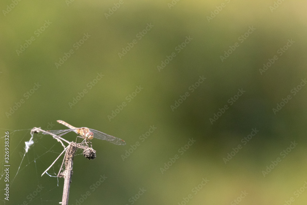 A dragonfly perched on a plant against an open soft focus background A dragonfly perched on a plant against an open soft focus background