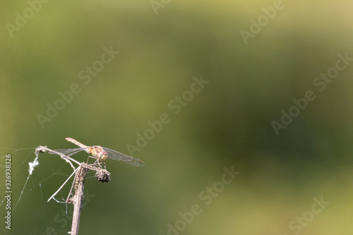 A dragonfly perched on a plant against an open soft focus background