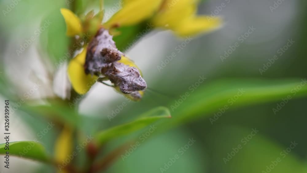 Horned Mantis, Ceratomantis saussurii; native to Thailand, Myanmar, and Borneo, this Mantis is so tiny and very difficult to film. It likes to move a lot while the plant it's on also moves. Horned Mantis, Ceratomantis saussurii; native to Thailand, Myanmar, and Borneo, this Mantis is so tiny and very difficult to film. It likes to move a lot while the plant it's on also moves.