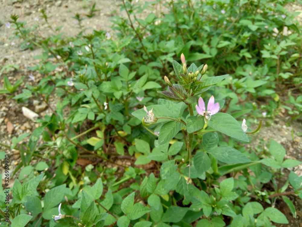 Green weeds grass in the nature background Green weeds grass in the nature background