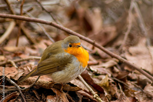 Robin bird sitting in wildlife 