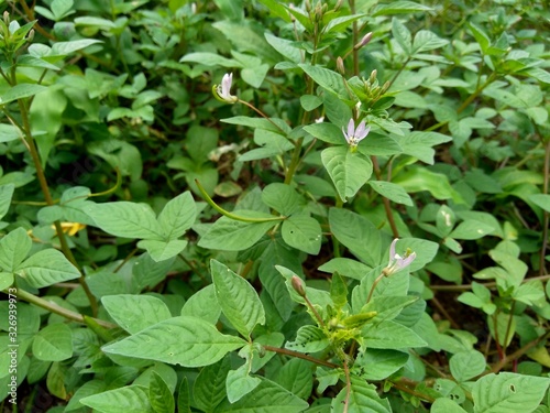 Wallpaper Mural Green weeds grass in the nature background Torontodigital.ca