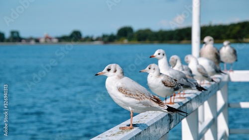 Seagulls (Larinae) standing on the railing of the pier. Bird on a white balustrade with a blurred marine background. Panoramic view
