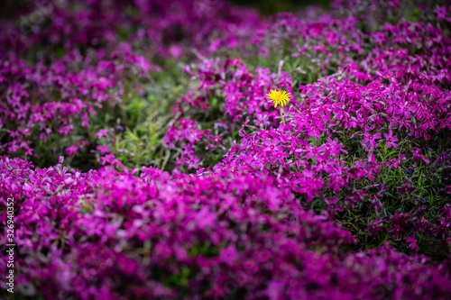 Nice purple flowers and green leaves spring nature macro 