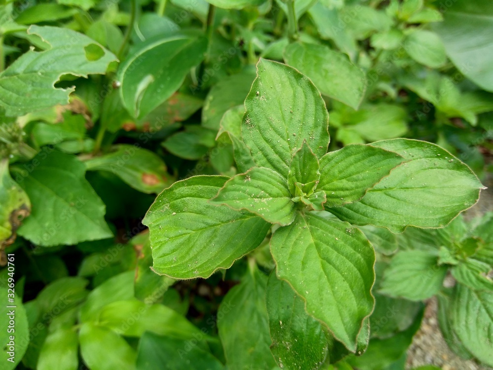 Green weeds grass in the nature background Green weeds grass in the nature background