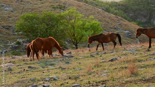 Wallpaper Mural A herd of wild horses grazing on the meadow of a hill Torontodigital.ca