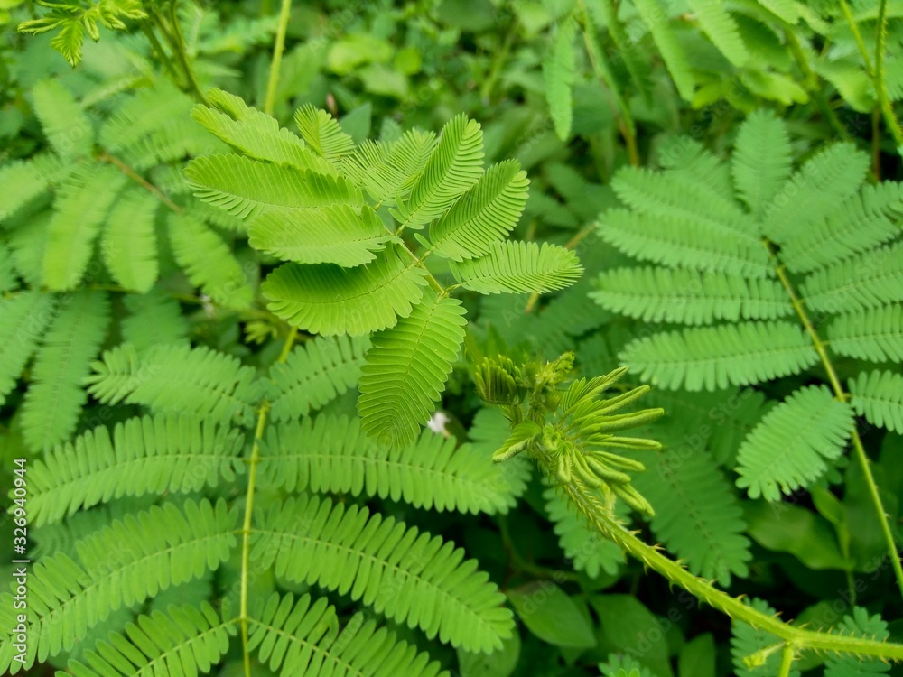 Green weeds grass in the nature background Green weeds grass in the nature background