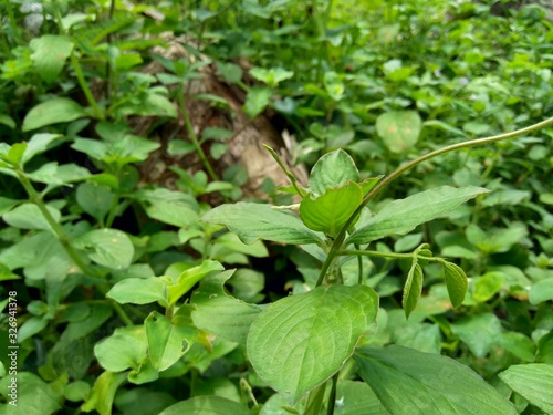 Wallpaper Mural Green weeds grass in the nature background Torontodigital.ca