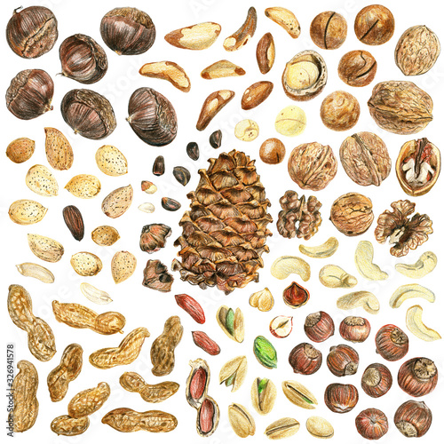 Set of nuts on a white background. Peeled nuts and whole nuts in shell. Drawing with colored pencils.