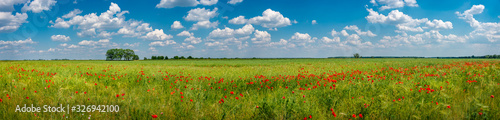 Panoramic view over grassland landscape with red meadow field of poppies and beautiful nature at Spring countryside, wide angle