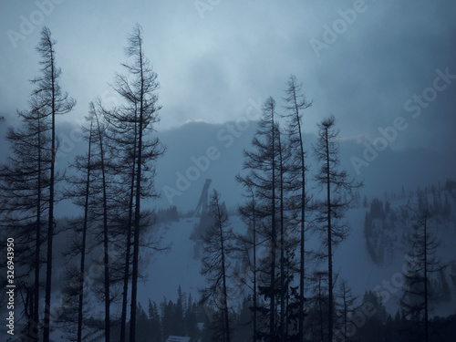 afternoon winter bare pine trees and mountain slopes in Slovakia