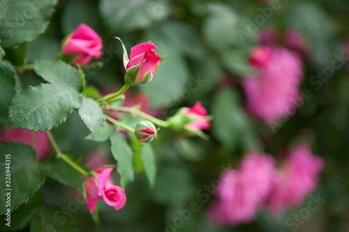 Pink roses flowers with buds on bush, beautiful card with nature background