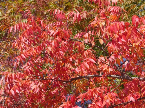 Colorful leaves of the trees in autumn outdoors