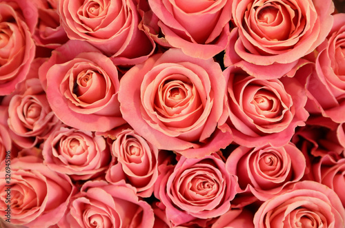 Beautiful pink roses as background  top view. Floral decor