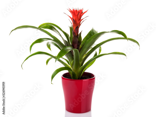 Red Guzmania Bromeliad  in flower pot isolated on white background