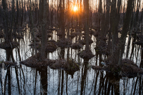 Fototapeta Naklejka Na Ścianę i Meble -  Swamp Sunset