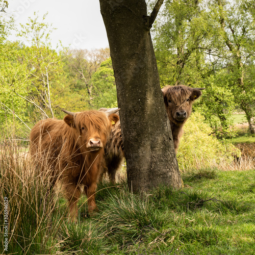 Quadro su tela Highland Cattle