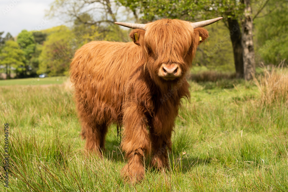 Highland Cattle Highland Cattle