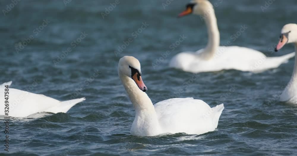 Close up of beautiful white swans  white in the pond
